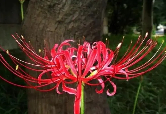 <b>彼岸花吉利吗？彼岸花开家庭种植的利与弊。</b>