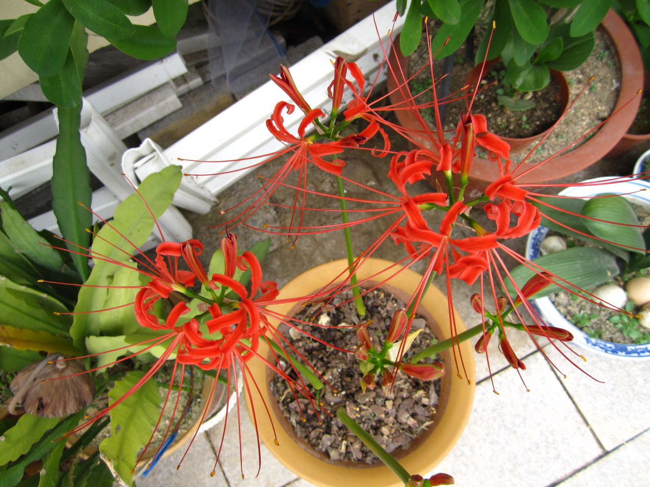 彼岸花吉利吗?彼岸花开家庭种植的利与弊。