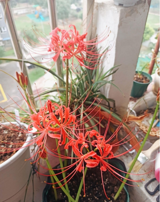 彼岸花吉利吗?彼岸花开家庭种植的利与弊。