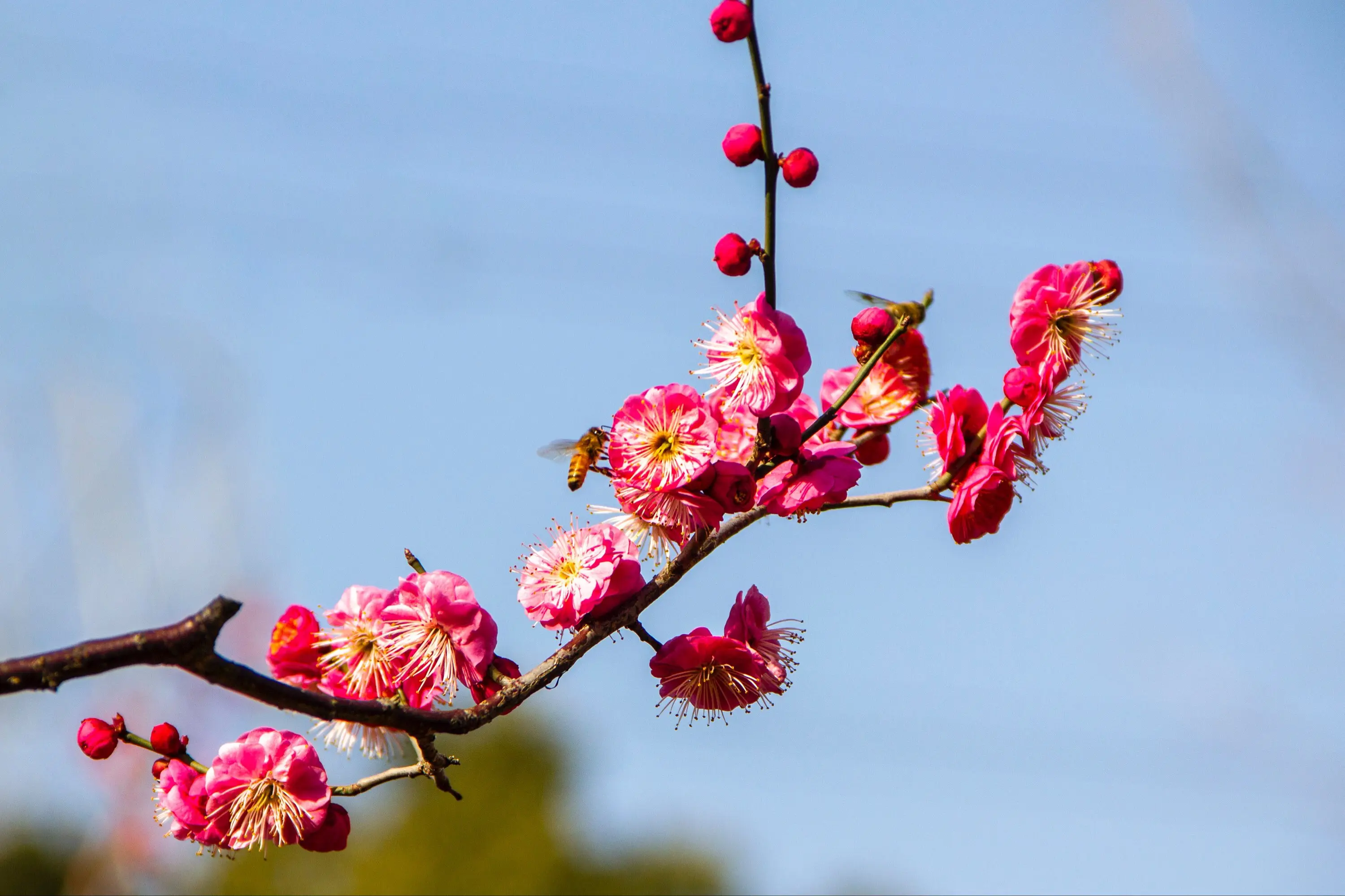 梅花有叶子吗?冬日奇迹花盛开时为何“无叶”?