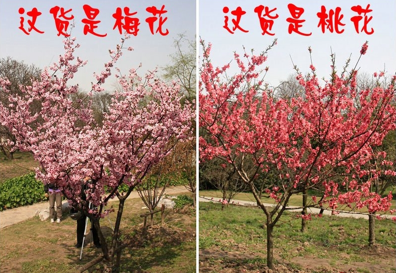桃花和梅花怎么区分?惊艳早春一眼辨真伪!