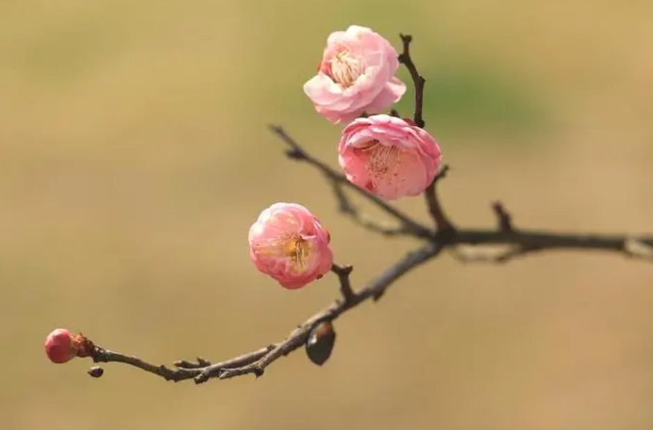 桃花和梅花怎么区分?惊艳早春一眼辨真伪!