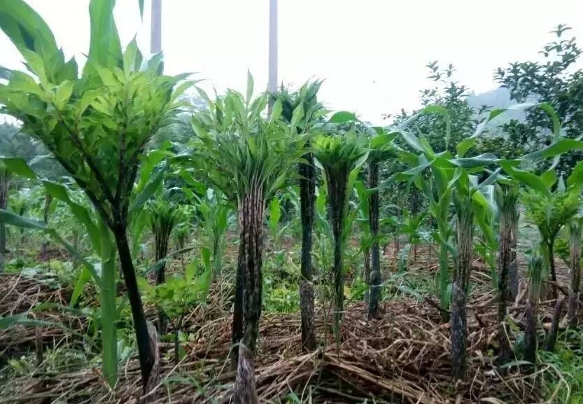 <b>爆品魔芋如何炼成？揭秘种植环境与关键管理要点</b>