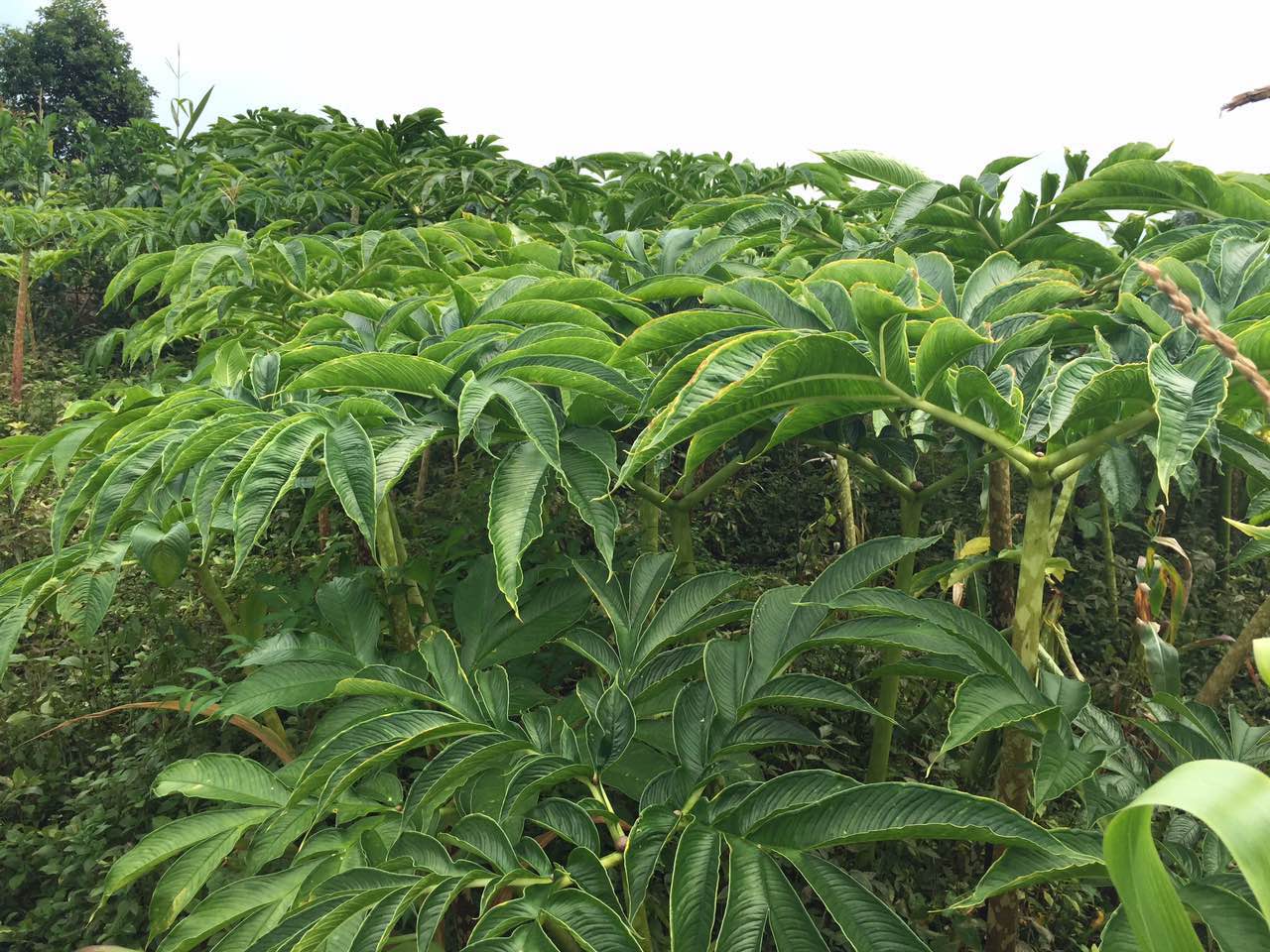 爆品魔芋如何炼成?揭秘种植环境与关键管理要点