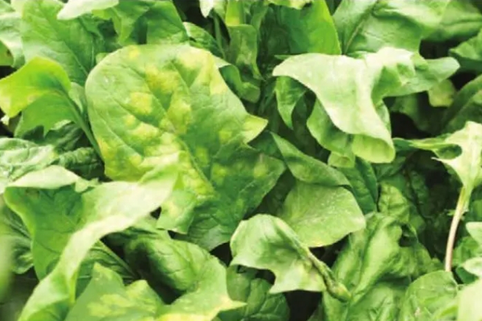<b>直击菠菜杀手！菠菜霜霉病症状解析与防治指南</b>