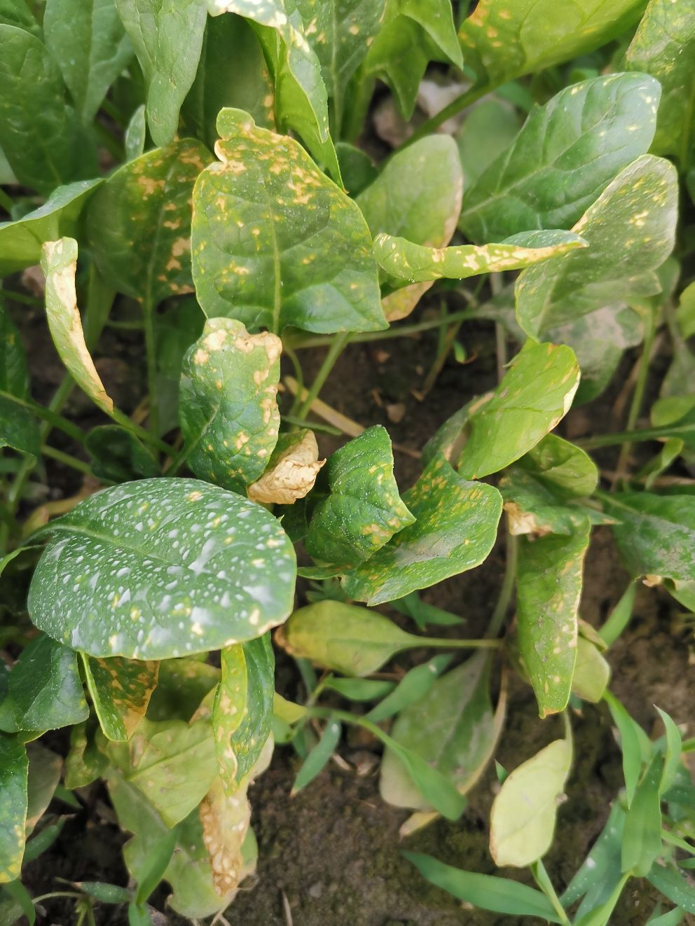 直击菠菜杀手!菠菜霜霉病症状解析与防治指南