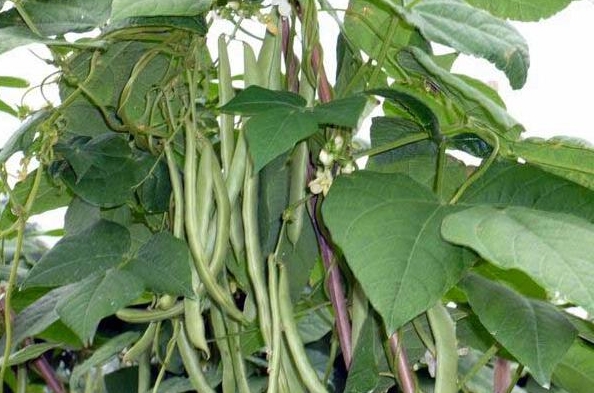 <b>四季豆叶片管理误区大起底：过密不梳，损失惨重！</b>