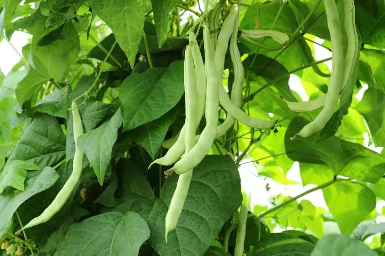 四季豆叶片管理误区大起底:过密不梳,损失惨重!
