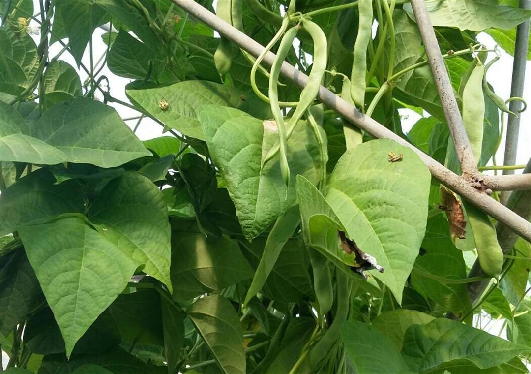 四季豆叶片管理误区大起底:过密不梳,损失惨重!