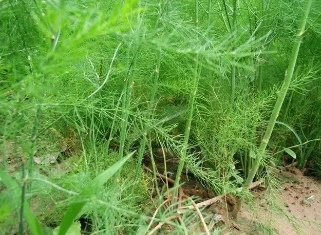 <b>芦笋不是竹子？两者形态习性不同，别再混淆了</b>