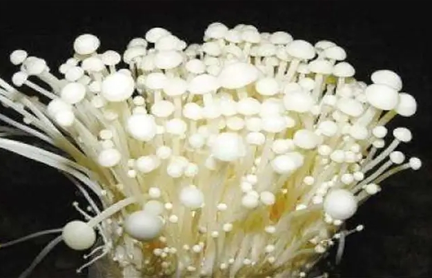 <b>金针菇帽子发粘真相揭秘，警惕可能是变质信号！</b>