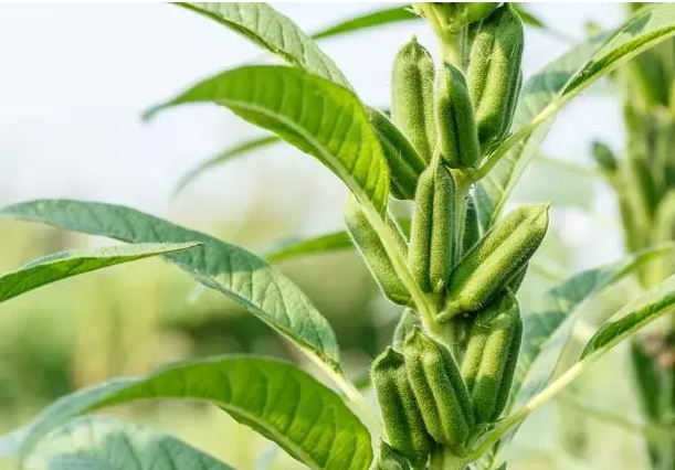 <b>芝麻为什么那么小？体型虽小藏着大自然的生存哲学。</b>
