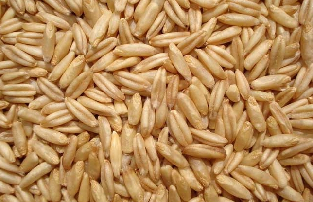 <b>什么小麦品种好吃又营养？这样选择小麦让你爱不释口。</b>