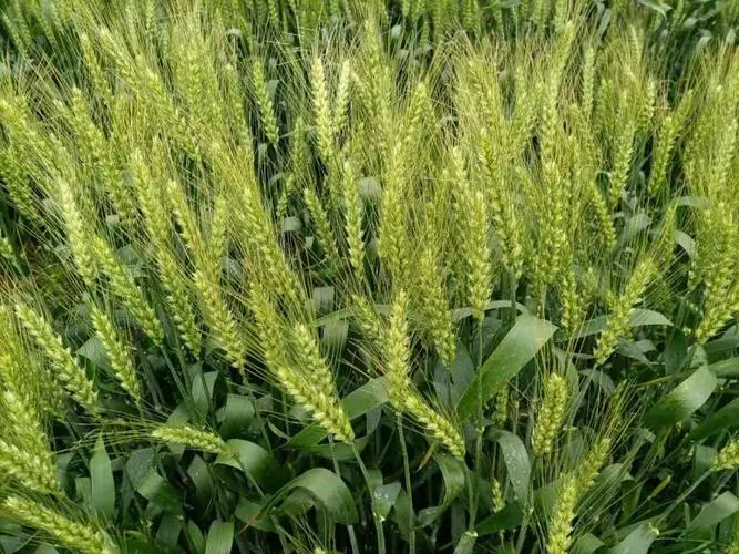 什么小麦品种好吃又营养?这样选择小麦让你爱不释口。
