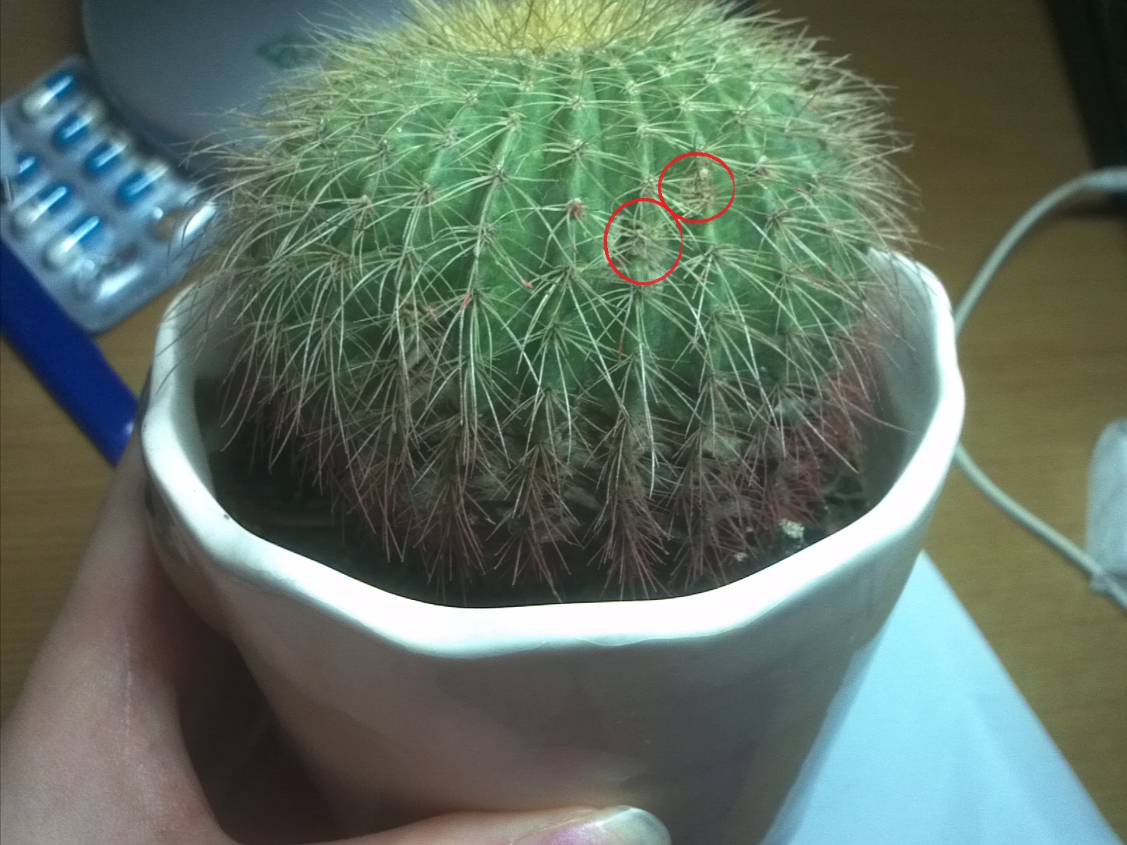 养的仙人球不圆?不存在的,这些坑你踩了吗?