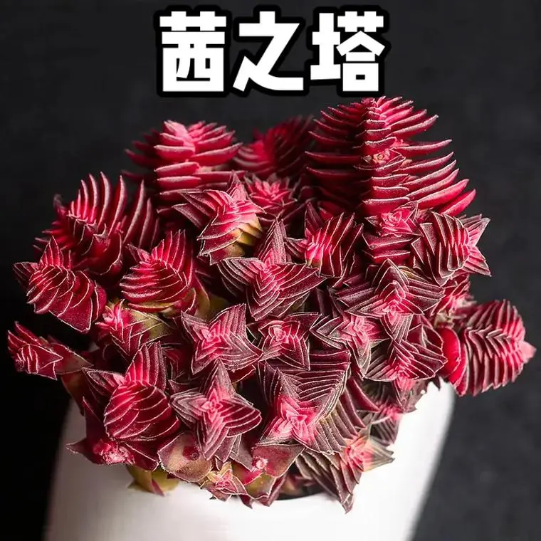 茜之塔多肉徒长侧芽?实用解决方案轻松应对!