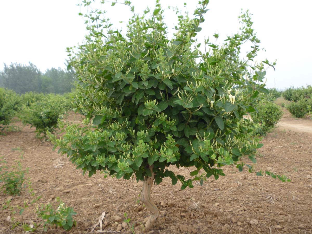 金银花身份揭秘:究竟是木本还是草本植物分类?