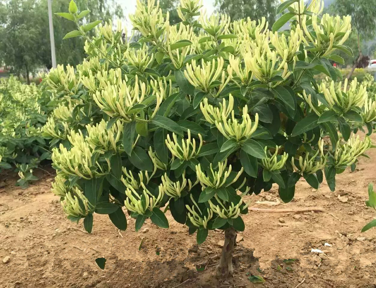 金银花身份揭秘:究竟是木本还是草本植物分类?