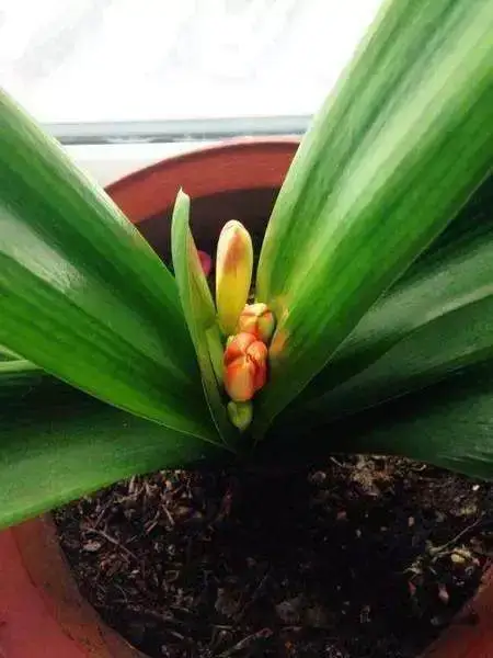 君子兰开花‘夹箭’怎么破?应对夹箭尴尬,绽放高雅之姿!