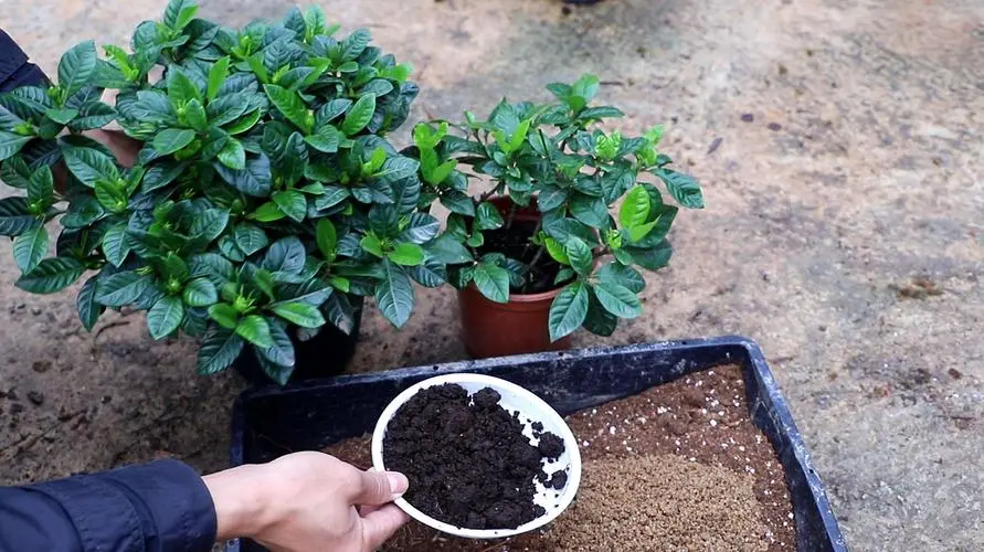 揭秘栀子花偏爱的土壤与环境秘密,告别养花难。