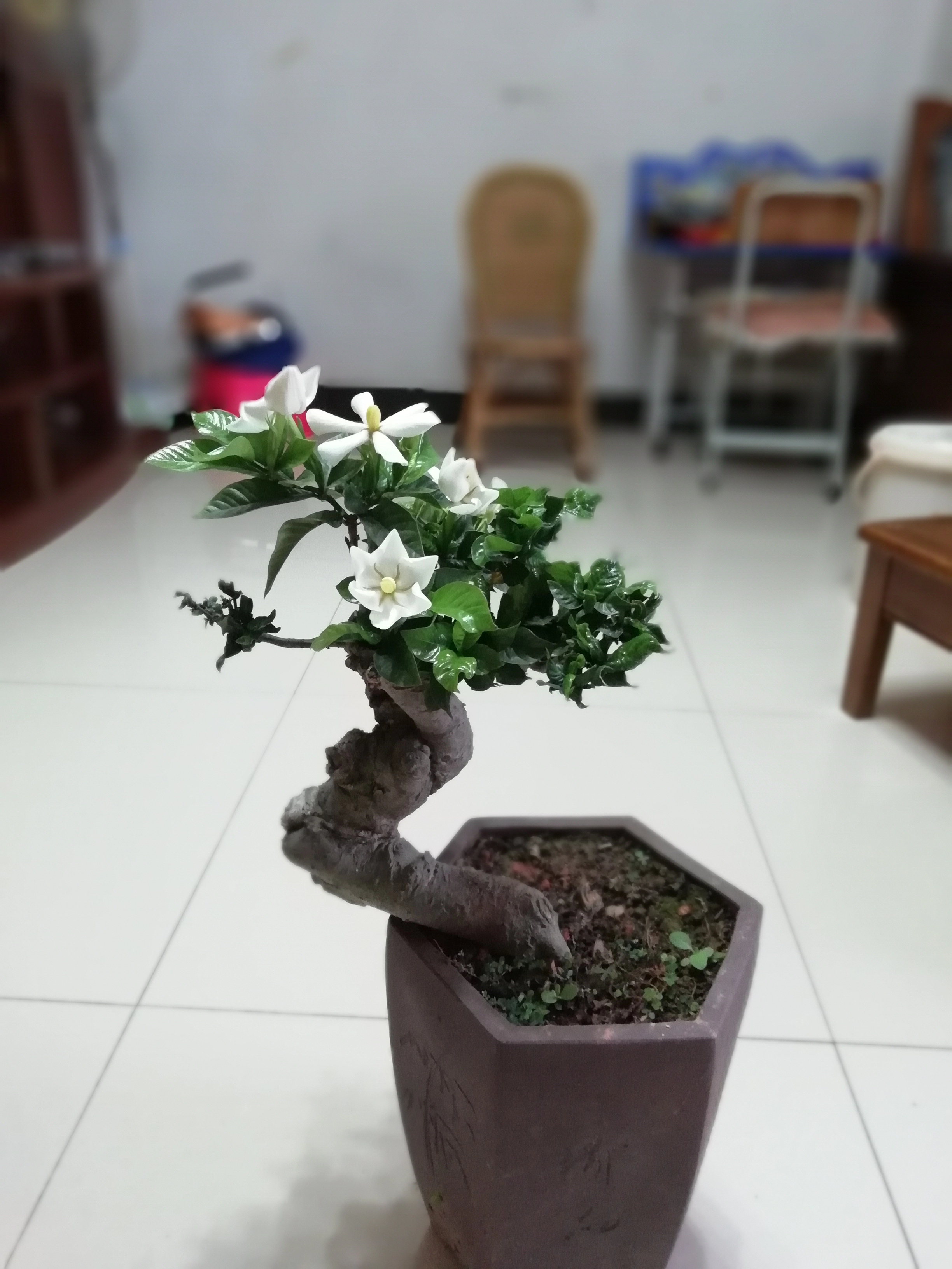 揭秘栀子花偏爱的土壤与环境秘密,告别养花难。