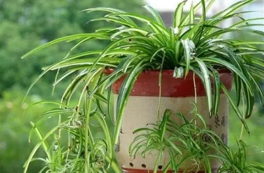 <b>吊兰：绿植界的‘小强’，好养活到让人惊叹！</b>