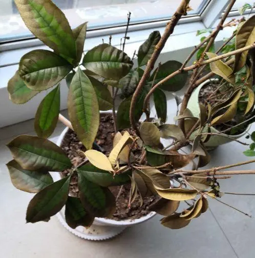 拯救茶花行动!烂根表现与紧急救治指南