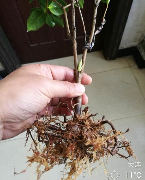 拯救茶花行动!烂根表现与紧急救治指南