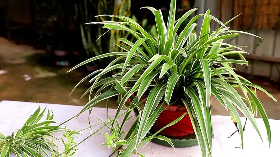 吊兰:绿植界的‘小强’,好养活到让人惊叹!