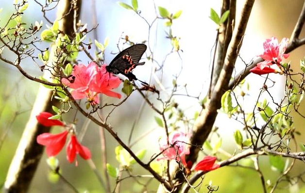 <b>啼血成花，春日双绝-杜鹃花与杜鹃鸟的神秘联系</b>