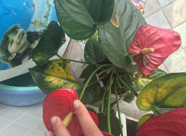 <b>红掌养护秘籍：如何避免花蕊发黑，让花朵更鲜艳？</b>