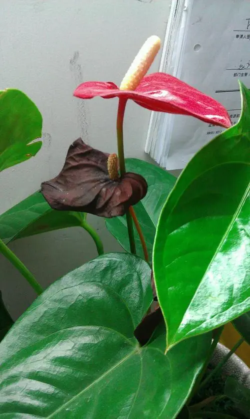 红掌养护秘籍:如何避免花蕊发黑,让花朵更鲜艳?