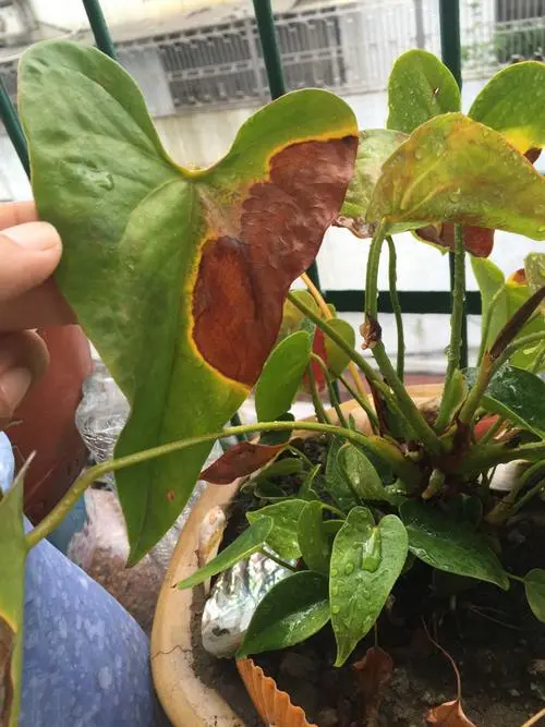 红掌养护秘籍:如何避免花蕊发黑,让花朵更鲜艳?