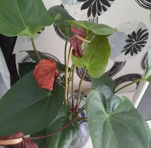 红掌养护秘籍:如何避免花蕊发黑,让花朵更鲜艳?