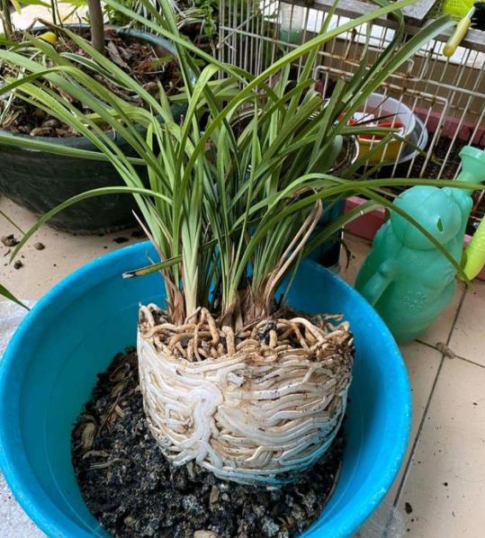 兰花换盆换植料黄金期,选对时机焕发新生机!
