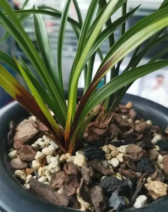 兰花换盆换植料黄金期,选对时机焕发新生机!