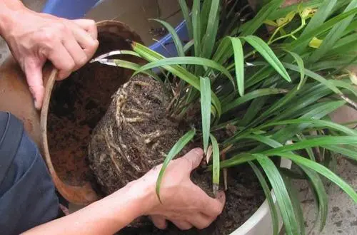兰花换盆换植料黄金期,选对时机焕发新生机!