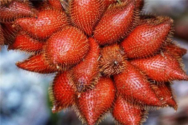 蛇皮果在中国已悄然兴起:种植历史与未来展望