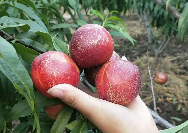 <b>油桃会变软吗？油桃软硬两种口感与风味区别。</b>