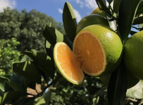 <b>水分不足成脐橙种植难题，专家教你如何应对</b>