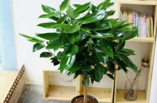 <b>平安树适合用什么花盆种植？盆器选对绿意加倍！</b>