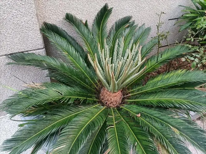 铁树的叶子为什么又硬又尖?植物进化论的完美证明。
