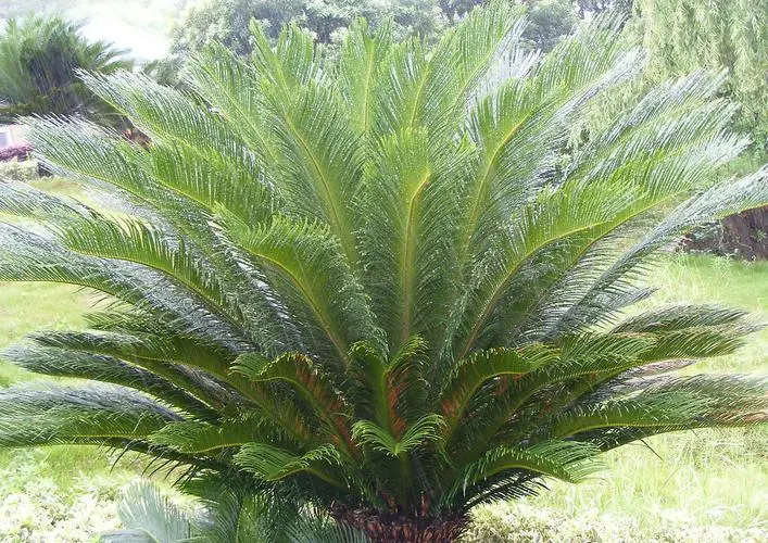 铁树的叶子为什么又硬又尖?植物进化论的完美证明。