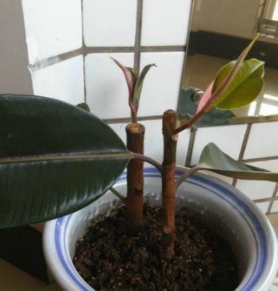 怎么让橡皮树多憋叉?四步打造繁茂绿植!