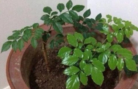 <b>幸福树种植用什么土壤？土壤配方轻松DIY！</b>