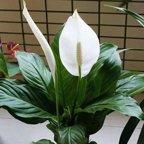 一帆风顺花用什么肥长的旺盛?这样施肥花开满盆。