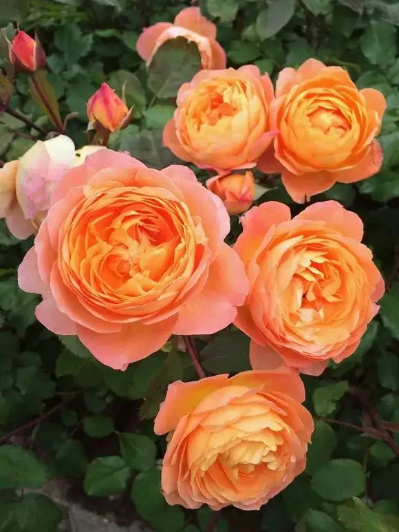 月季花有多少种颜色?领略花中皇后的色彩之美!