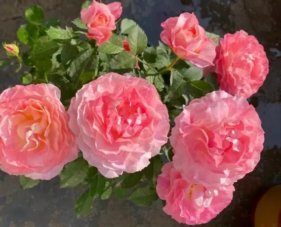 月季花有多少种颜色?领略花中皇后的色彩之美!