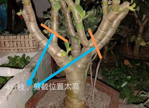 玉树变身记:一剪一修,轻松打造大树型