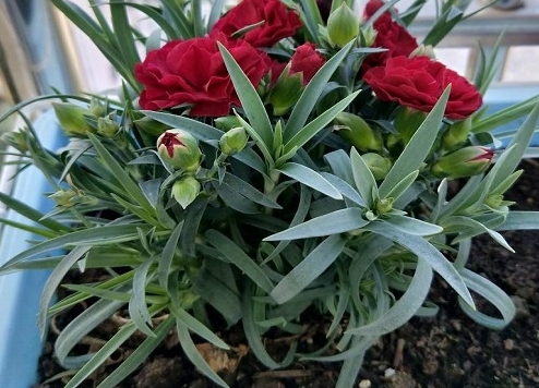 <b>一花知春：康乃馨是多年生还是一年生植物？</b>